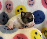 PIPSQUEAK-registry, a male Chihuahua for sale in Panama City, FL – 5 of 6