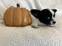 SQUIRT- registry, a male Chihuahua for sale in Panama City, FL – 8 of 9
