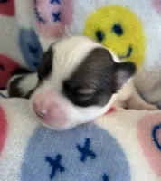 JELLYBEAN-registry, a female Chihuahua for sale in Panama City, FL – 6 of 7