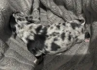 MARBLES- registry, a male Chihuahua for sale in Panama City, FL – 5 of 7
