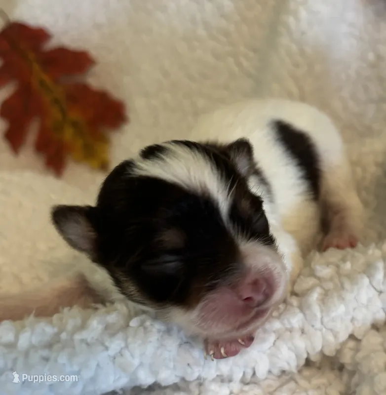 PEBBLES- registry – Chihuahua puppy for sale in Panama City, FL
