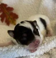 PEBBLES- now pending, a female Chihuahua for sale in Panama City, FL – 1 of 7