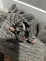 MARBLES- registry, a male Chihuahua for sale in Panama City, FL – 4 of 7