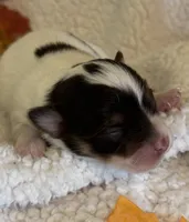 PEBBLES- now pending, a female Chihuahua for sale in Panama City, FL – 4 of 7