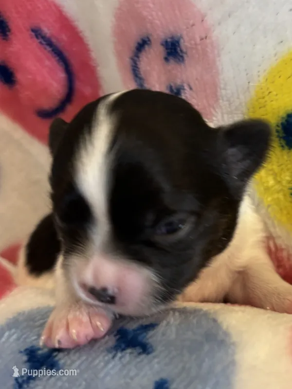 ITSY BITSY - registry – Chihuahua puppy for sale in Panama City, FL