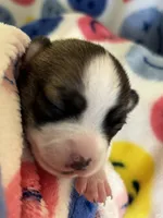 PIPSQUEAK-registry, a male Chihuahua for sale in Panama City, FL – 2 of 6