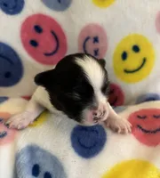 SQUIRT- registry, a male Chihuahua for sale in Panama City, FL – 2 of 5