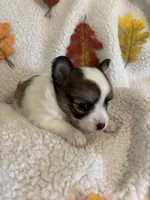 LULU is pending, a female Chihuahua for sale in Panama City, FL – 2 of 10