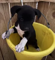 Socks, a female Labrador Retriever for sale in Panama City, FL – Photo 2 of 3