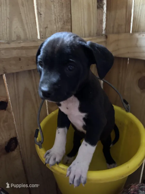 Socks, a female Labrador Retriever for sale in Panama City, FL – Photo 1 of 3