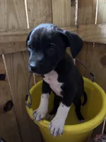 Socks, a female Labrador Retriever for sale in Panama City, FL – Photo 1 of 3