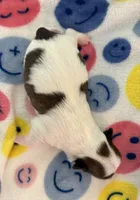JELLYBEAN-registry, a female Chihuahua for sale in Panama City, FL – 3 of 7