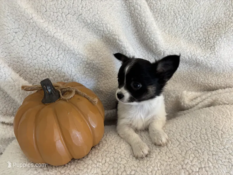 ITSY BITSY - registry – Chihuahua puppy for sale in Panama City, FL