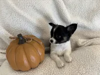 ITSY BITSY - registry, a female Chihuahua for sale in Panama City, FL – 1 of 9