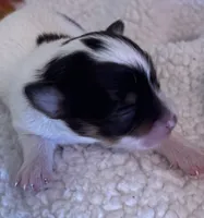PEBBLES- now pending, a female Chihuahua for sale in Panama City, FL – 2 of 7