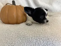 SQUIRT- registry, a male Chihuahua for sale in Panama City, FL – 3 of 9