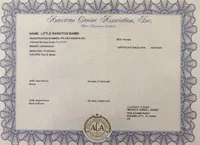 THIS PUP IS ON HOLD, a female Chihuahua for sale in Panama City, FL – Photo 4 of 5