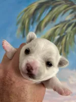 THIS PUP IS ON HOLD, a female Chihuahua for sale in Panama City, FL – Photo 2 of 5