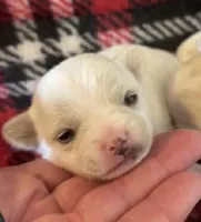 THIS PUP IS ON HOLD, a female Chihuahua for sale in Panama City, FL – Photo 1 of 5