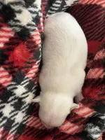 THIS PUP IS ON HOLD, a female Chihuahua for sale in Panama City, FL – Photo 3 of 5