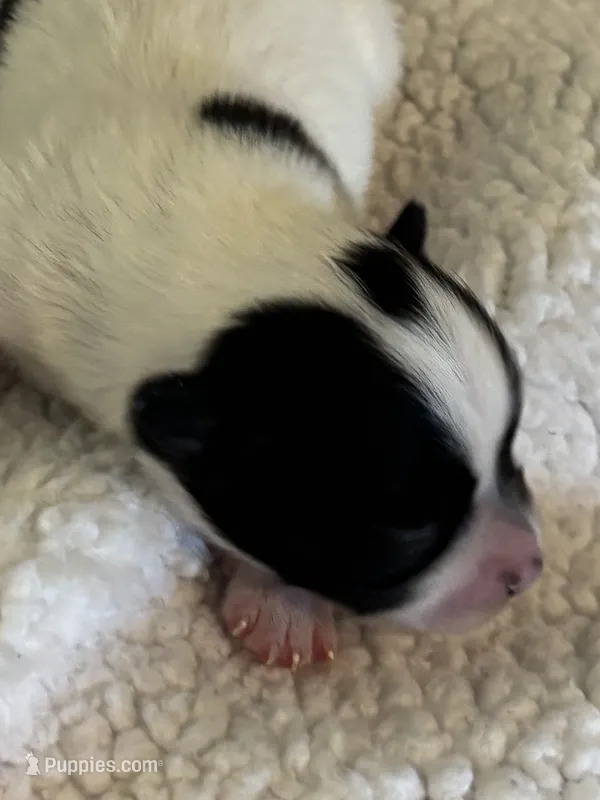 BELLA- registry – Chihuahua puppy for sale in Panama City, FL