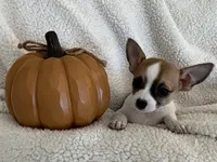 PIPSQUEAK-registry, a male Chihuahua for sale in Panama City, FL – 5 of 8