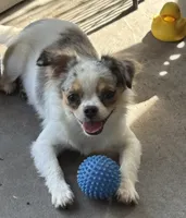 Rio- registry, a female Chihuahua for sale in Panama City, FL – 2 of 4