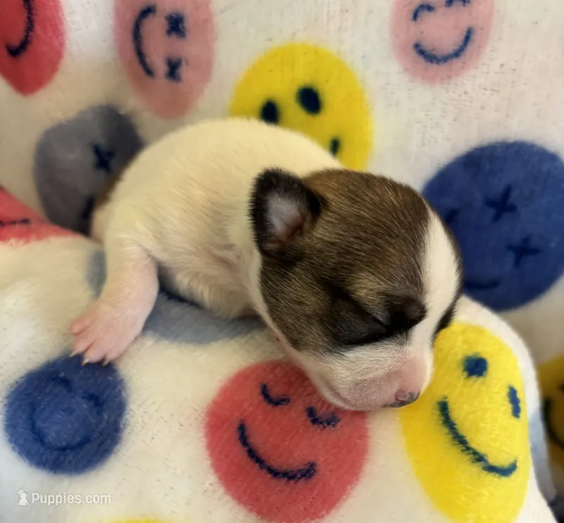 PIPSQUEAK-registry – Chihuahua puppy for sale in Panama City, FL