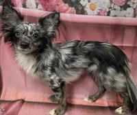 PEBBLES- registry, a female Chihuahua for sale in Panama City, FL – 4 of 5
