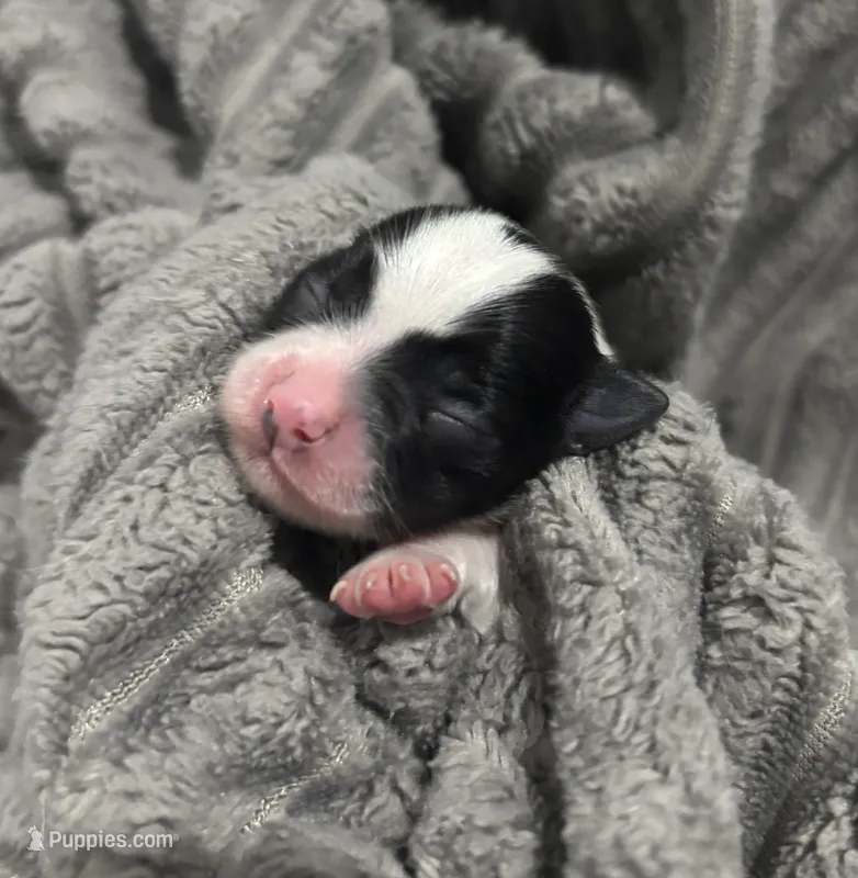 BELLA- registry – Chihuahua puppy for sale in Panama City, FL