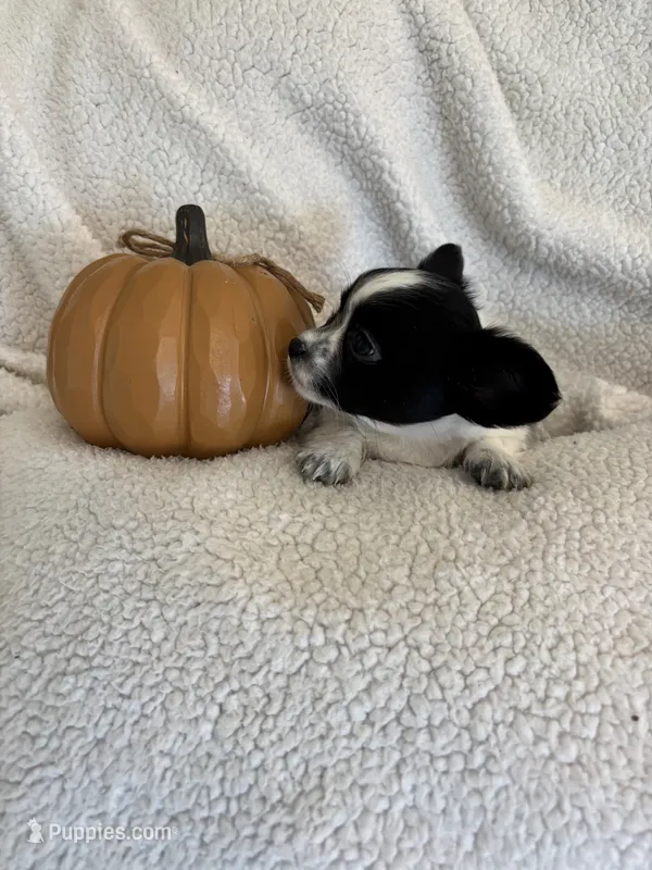 SQUIRT- registry – Chihuahua puppy for sale in Panama City, FL