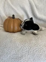 SQUIRT- registry, a male Chihuahua for sale in Panama City, FL – 1 of 9