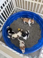 TEENY WEENY-registry, a female Chihuahua for sale in Panama City, FL – 7 of 7