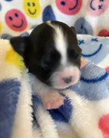 ITSY BITSY - registry, a female Chihuahua for sale in Panama City, FL – 4 of 7
