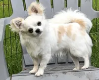 PEBBLES- registry, a female Chihuahua for sale in Panama City, FL – 5 of 5