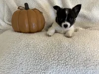 ITSY BITSY - registry, a female Chihuahua for sale in Panama City, FL – 4 of 9