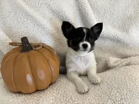 ITSY BITSY - registry, a female Chihuahua for sale in Panama City, FL – 3 of 9