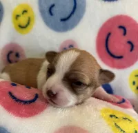 TEENY WEENY-registry, a female Chihuahua for sale in Panama City, FL – 3 of 9