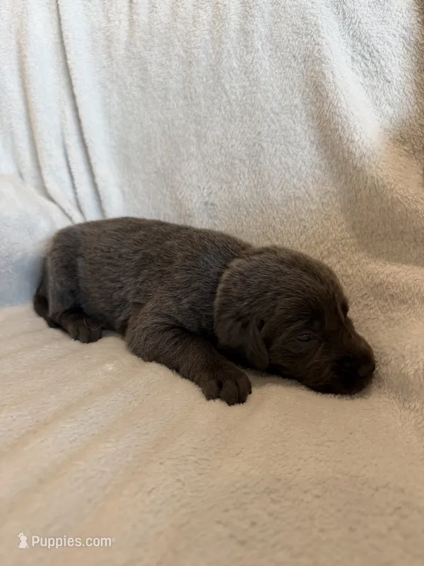 Dolly – Labrador Retriever puppy for sale in Mcpherson, KS