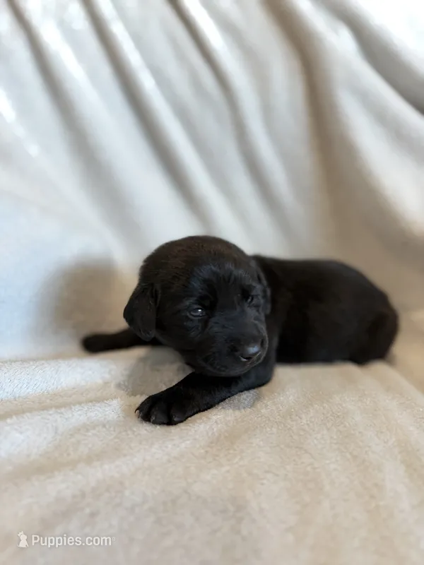 Cookie – Labrador Retriever puppy on hold in Mcpherson, KS