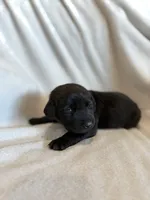 Cookie, a female Labrador Retriever for sale in Mcpherson, KS – 1 of 4