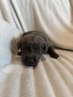 Tinkerbell, a female Labrador Retriever for sale in Mcpherson, KS – 2 of 2