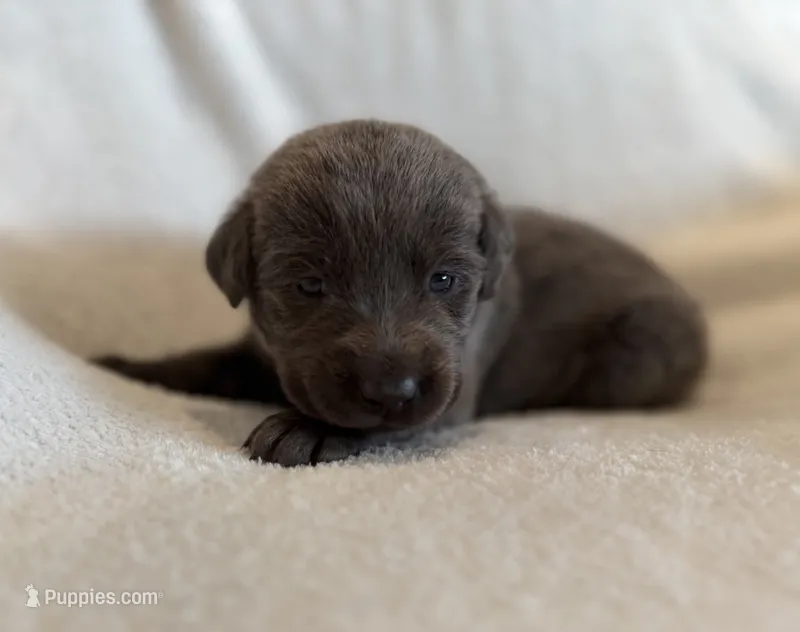 Silvey – Labrador Retriever puppy for sale in Mcpherson, KS