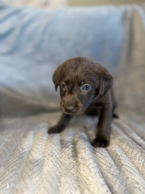 Tinkerbell – Labrador Retriever puppy for sale in Mcpherson, KS