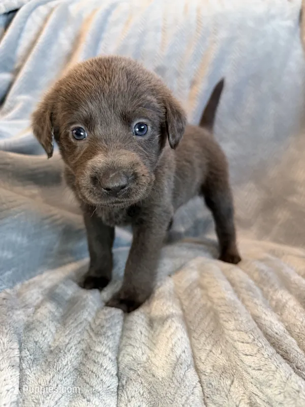 Silvey – Labrador Retriever puppy for sale in Mcpherson, KS