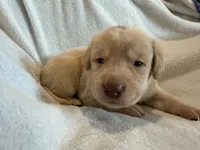 Hulk, a male Labrador Retriever for sale in Mcpherson, KS – 2 of 3