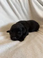 Cookie, a female Labrador Retriever for sale in Mcpherson, KS – 4 of 4
