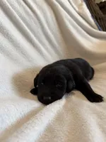Cookie, a female Labrador Retriever for sale in Mcpherson, KS – 3 of 4