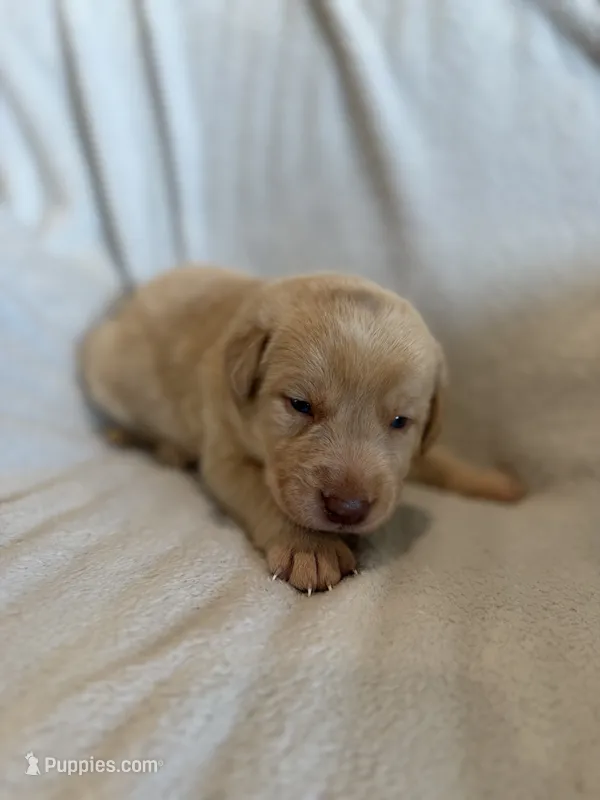 Hulk – Labrador Retriever puppy for sale in Mcpherson, KS