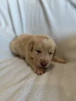 Hulk, a male Labrador Retriever for sale in Mcpherson, KS – 1 of 3